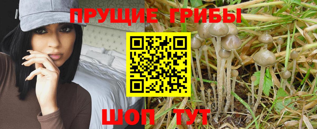 Королёв  даркнет сайт  Вход с VPN  Галлюциногенные грибы мухоморы 